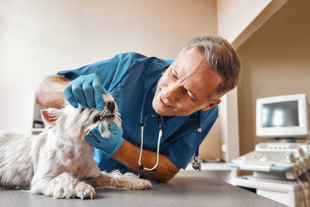 Best Emergency Denture Repair in Middleburg Heights, OH
